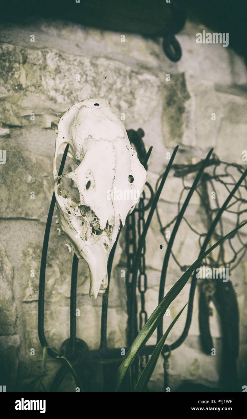 Old goat skull, detail of witchcraft and satan Stock Photo