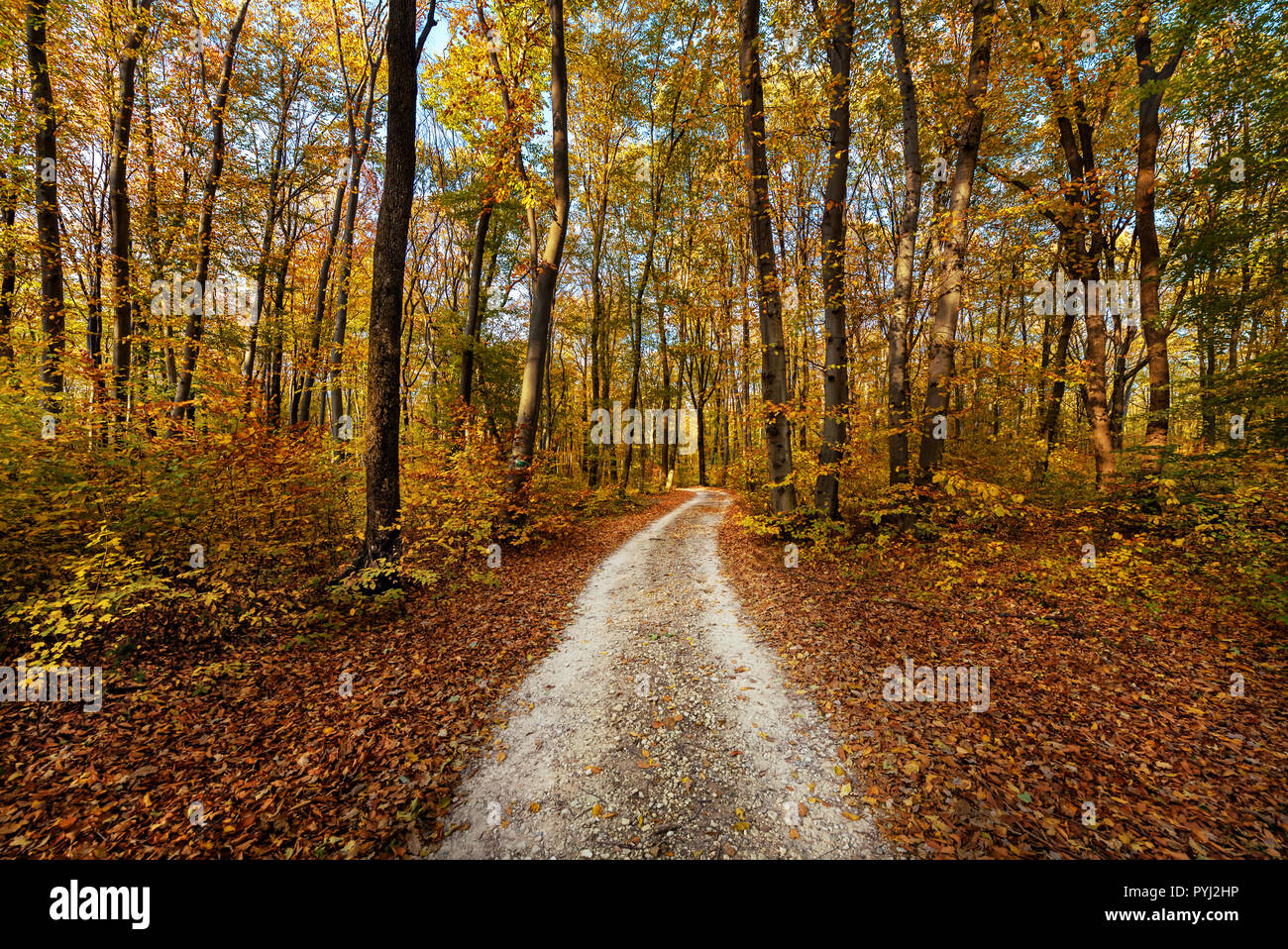 Road in yellow autumn forest Stock Photo - Alamy