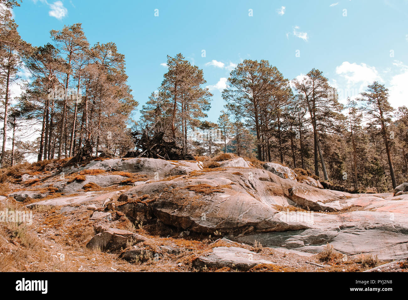 Rock plateau in a forest in Norway Stock Photo