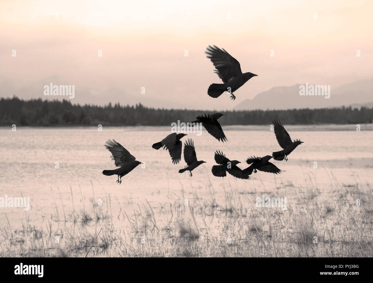 Flock of crows flying over a tidal beach estuary in Southeast Alaska. Stock Photo