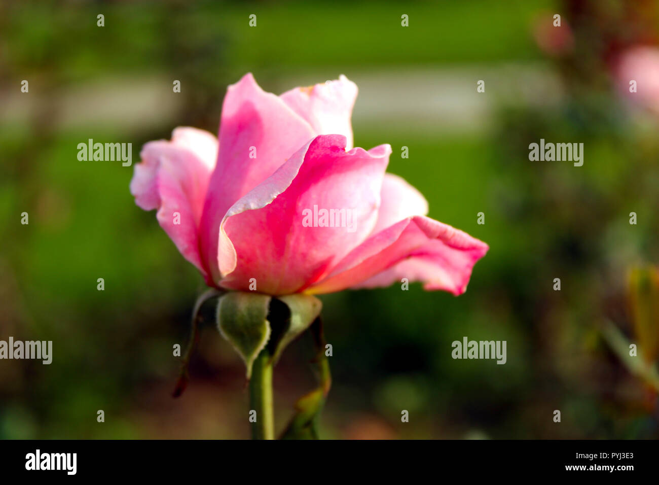 Pink Rose Flower Detail Bud Petals Blossom High Resolution Stock Photography And Images Alamy Pink Rose Flower Detail Bud Petals Blossom High Resolution Stock Photography And Images Alamy