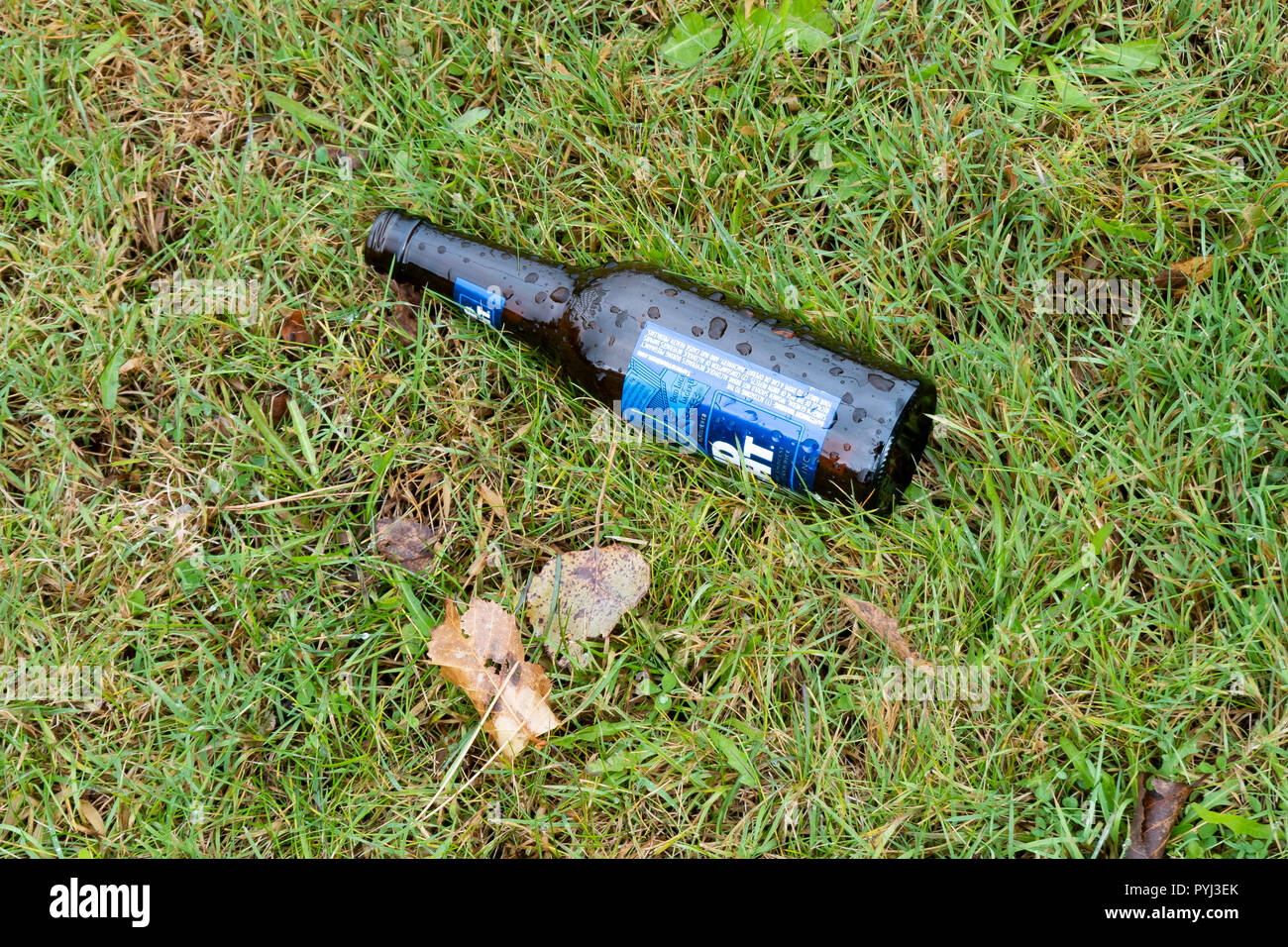 A wet empty Bud Light beer bottle dropped on a wet lawn,, littering concept. Stock Photo