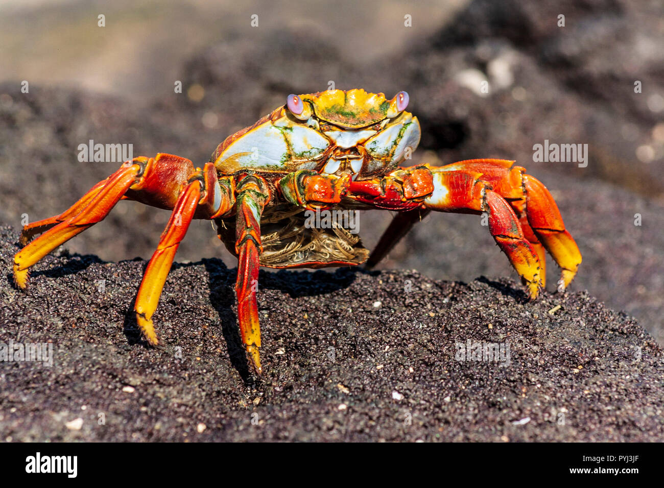 Galapagos animal hi-res stock photography and images - Alamy