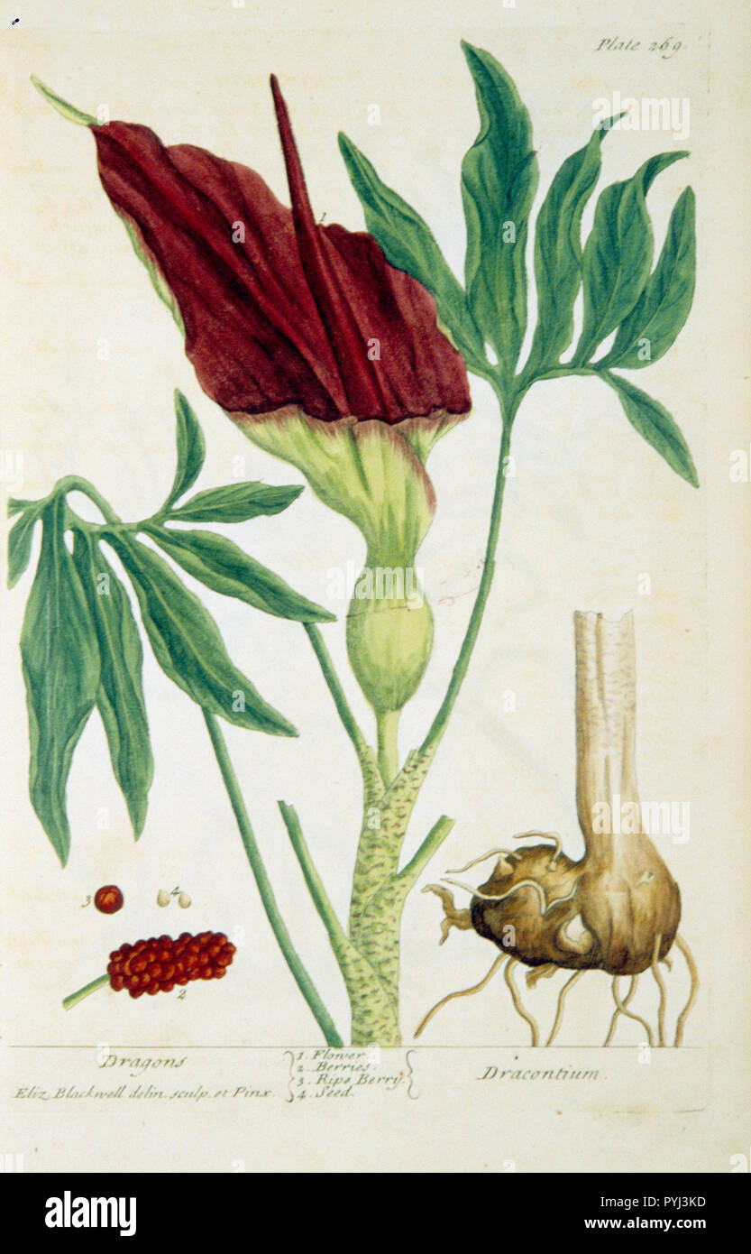 Plate 269 from Elizabeth Blackwell's A curious herbal. Illustration of the flower, berries, and seeds of a dragon plant Stock Photo
