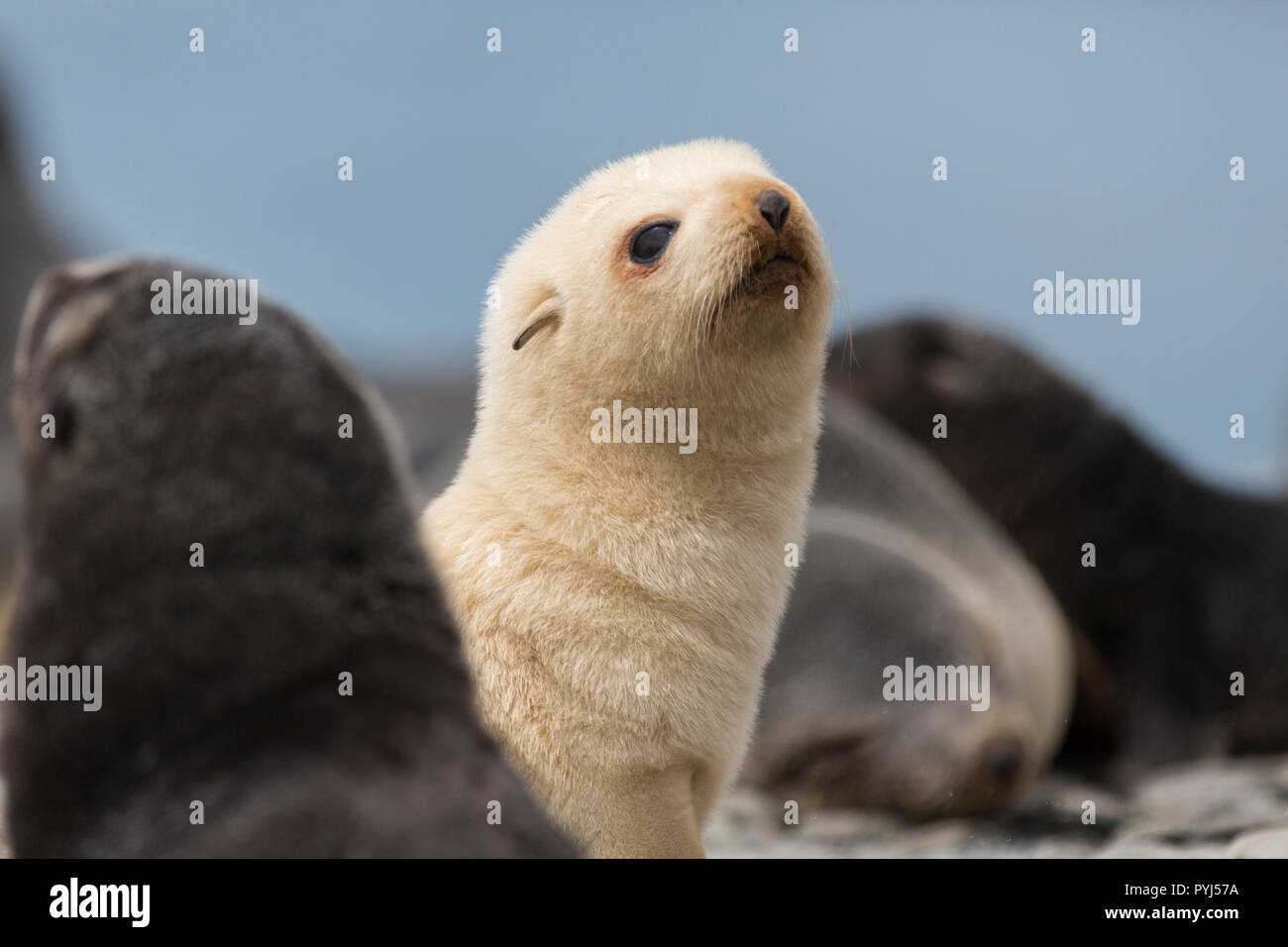 Leucistic Antarctic fur seal, Fortuna Bay, South Georgia, Antarctica. Stock Photo