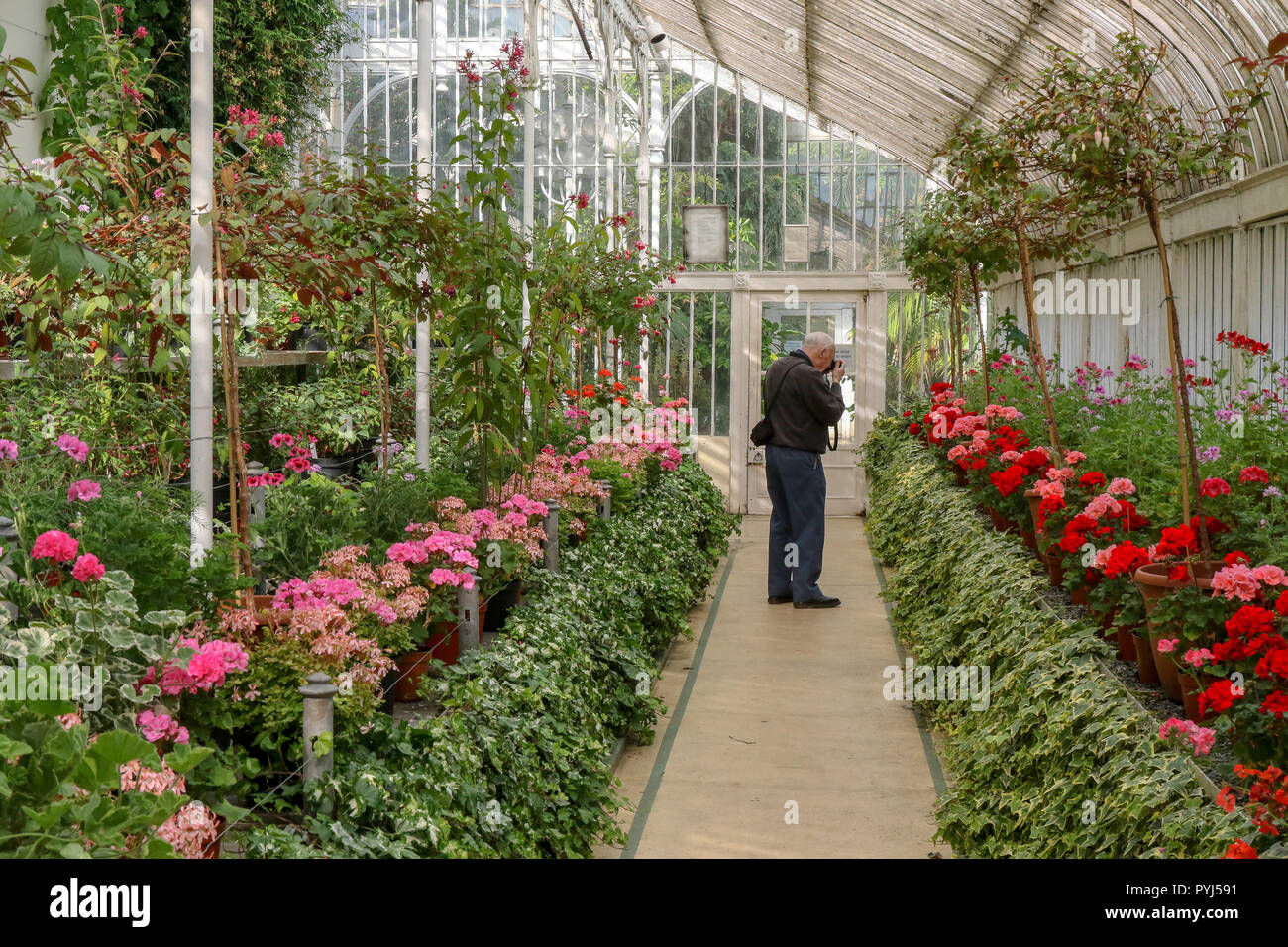 A man taking a photograph of flowers in The Palm House in Botanic ...