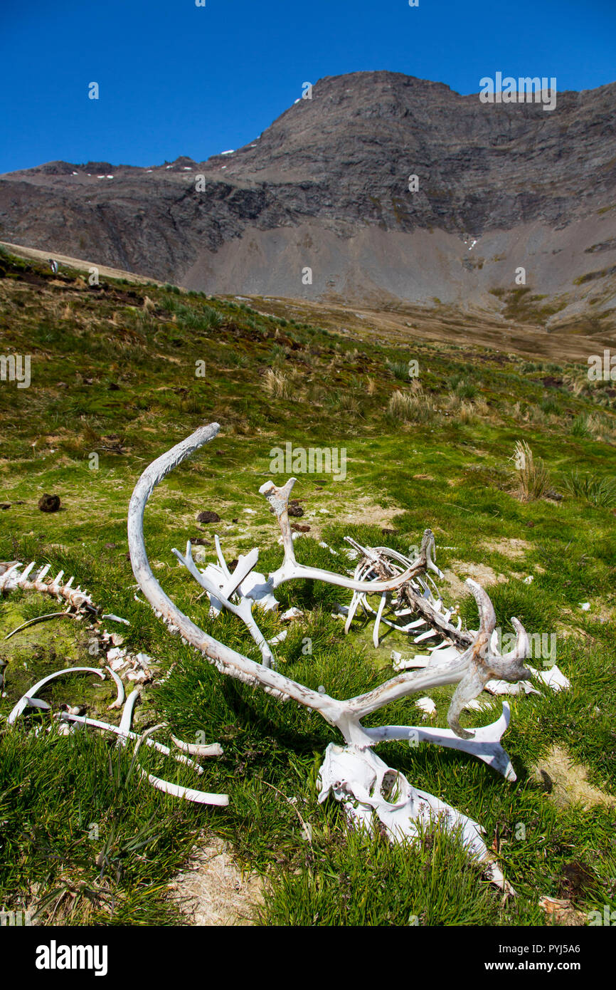 Reindeer bones, Godthul Bay, South Georgia, Antarctica. Stock Photo