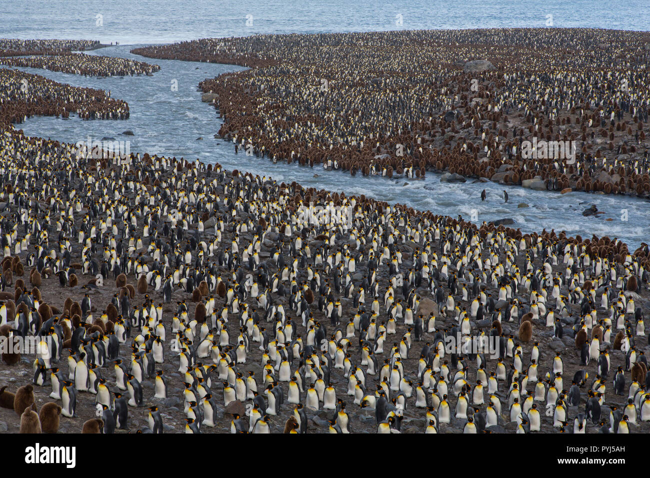 King penguins, St Andrews Bay, South Georgia, Antarctica. Stock Photo