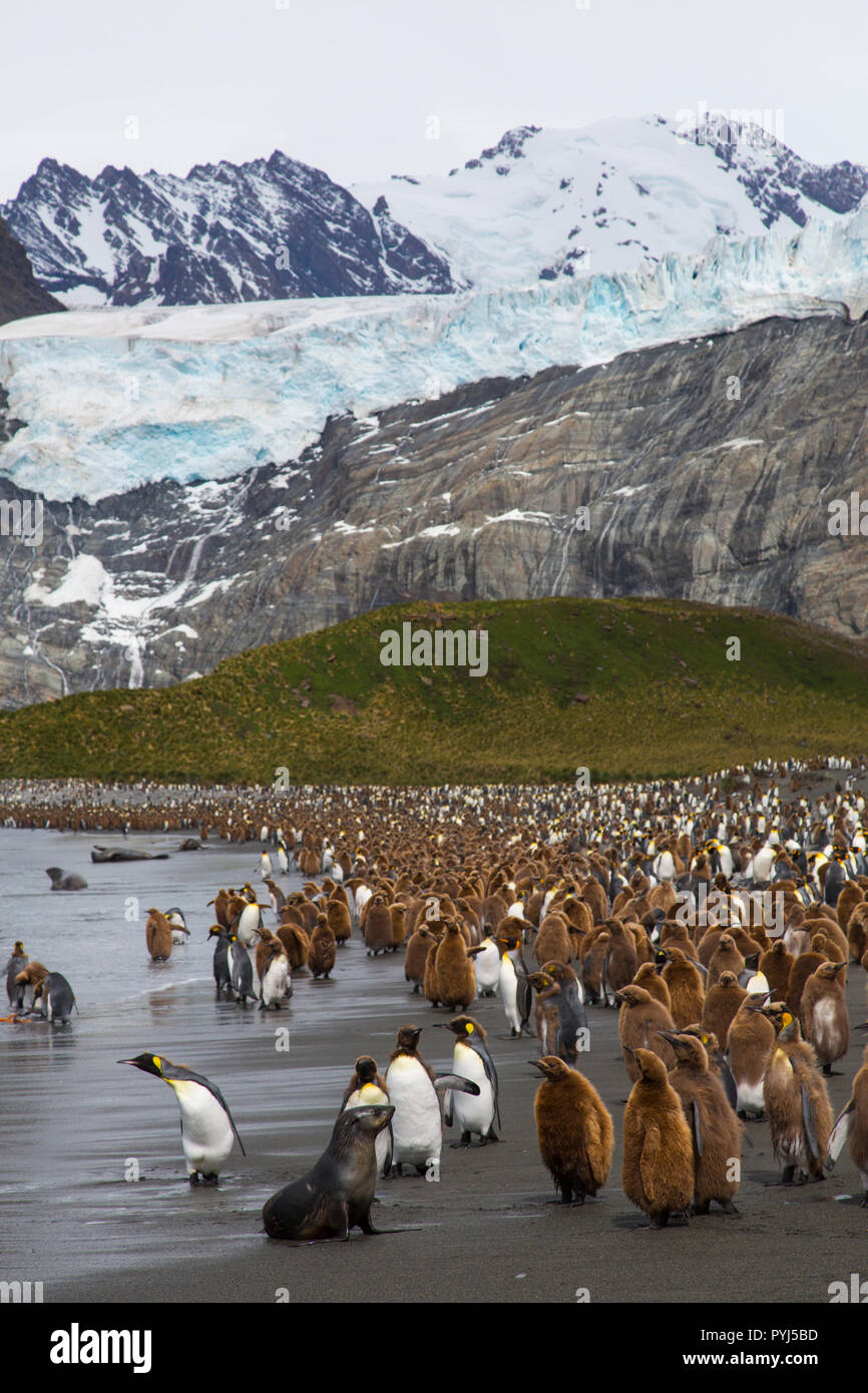 King penguins, Gold Harbour, South Georgia, Antarctica. Stock Photo
