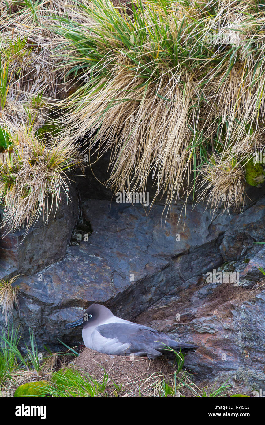 Light-mantled sooty albatross, Gold Harbour, South Georgia, Antarctica. Stock Photo
