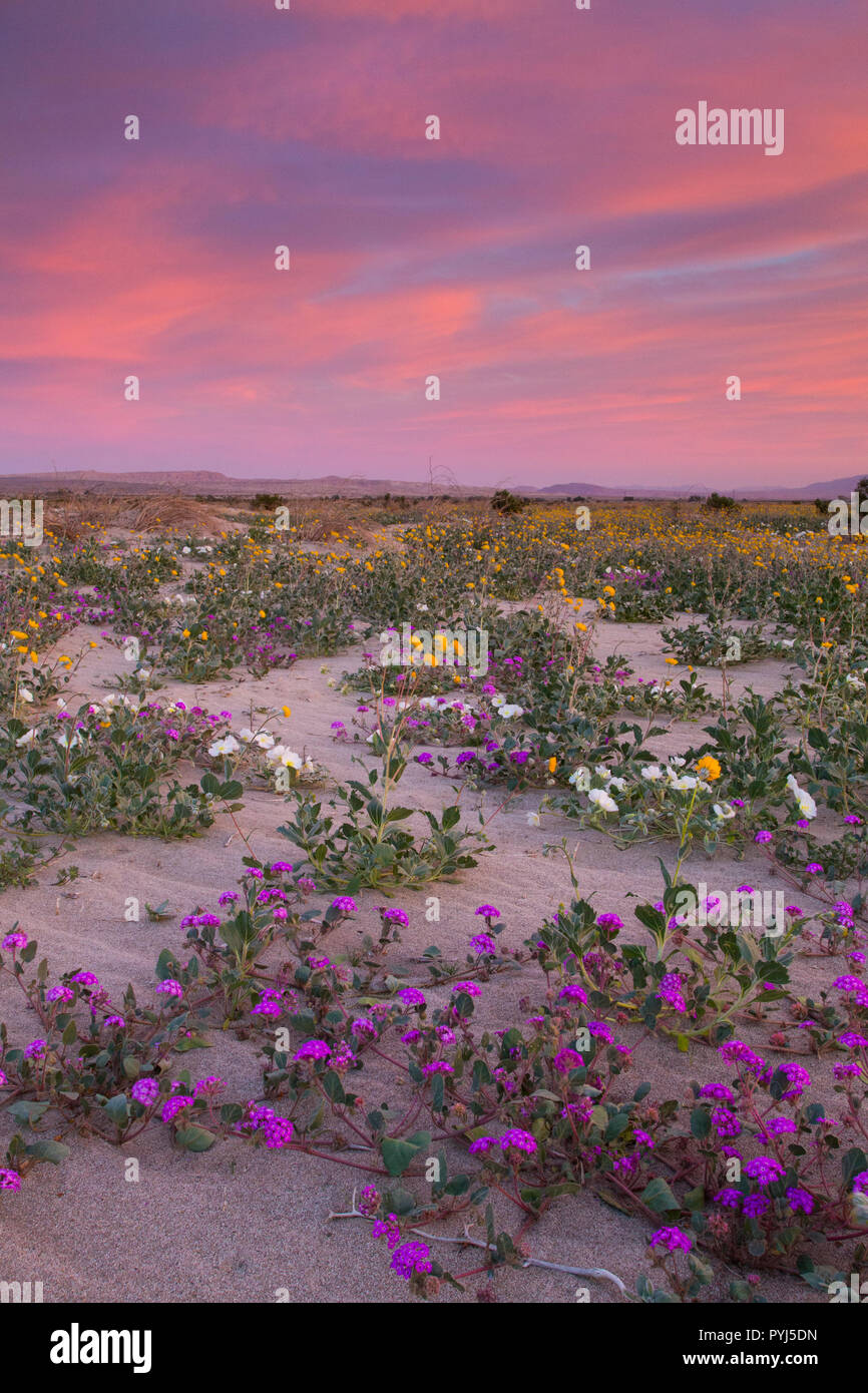 Fields of wildflowers bloom in Anza-Borrego Desert State Park, California. Stock Photo