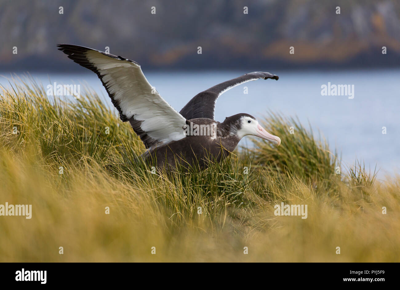 Wandering Albatross, Prion Island, South Georgia, Antarctica. Stock Photo