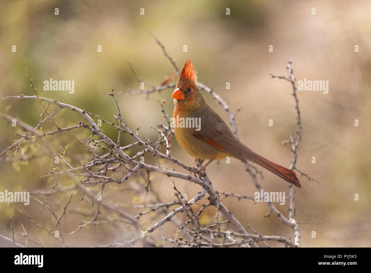 Northern Cardinal, McDowell Mountain Regional Park, Near Fountain Hills and East of Phoenix, Arizona. Stock Photo