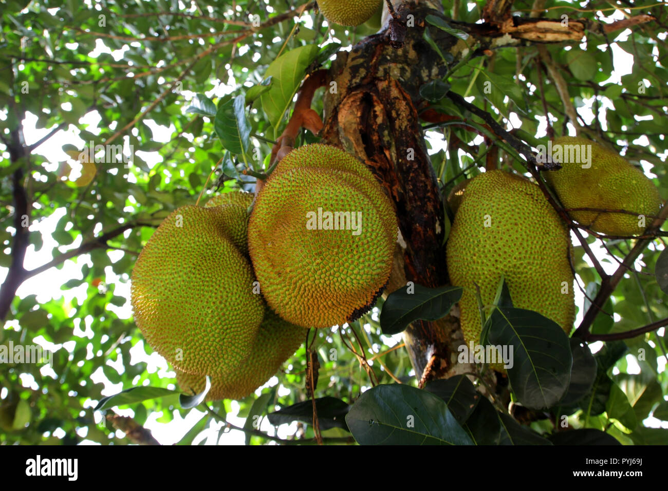 pile of jackfruit on tree in fruit garden Stock Photo