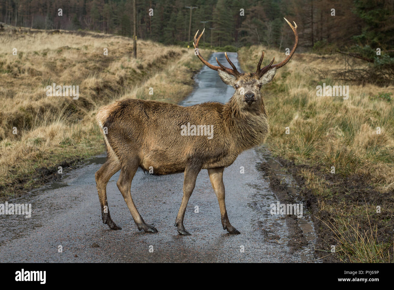 A stag from Glencoe, Scotland Stock Photo