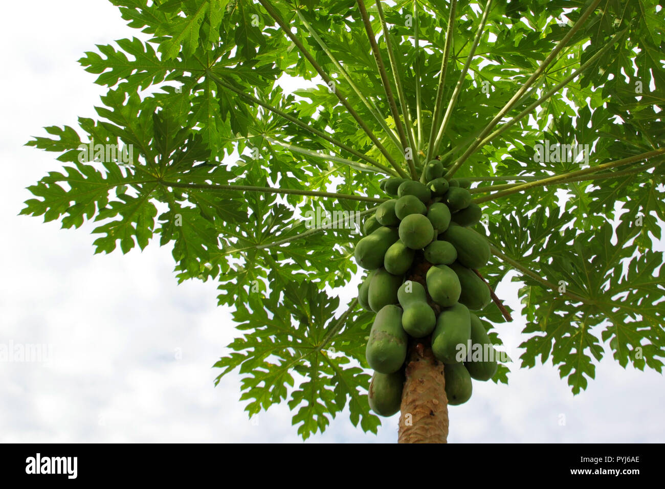 pile of papaya fruit on tree in fruit garden Stock Photo Alamy