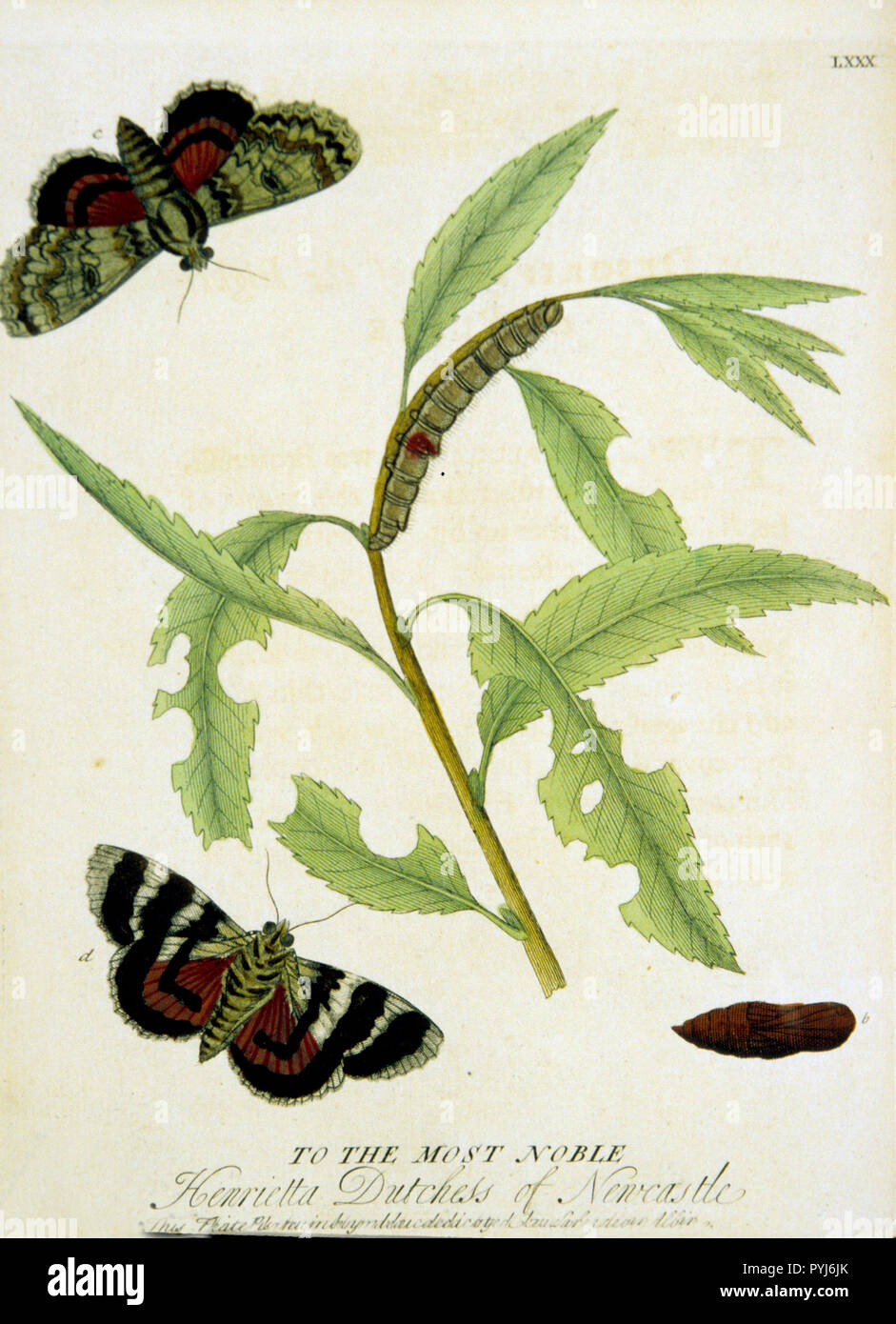 colored-illustration-of-the-lifecycle-of-a-red-underwing-moth-from