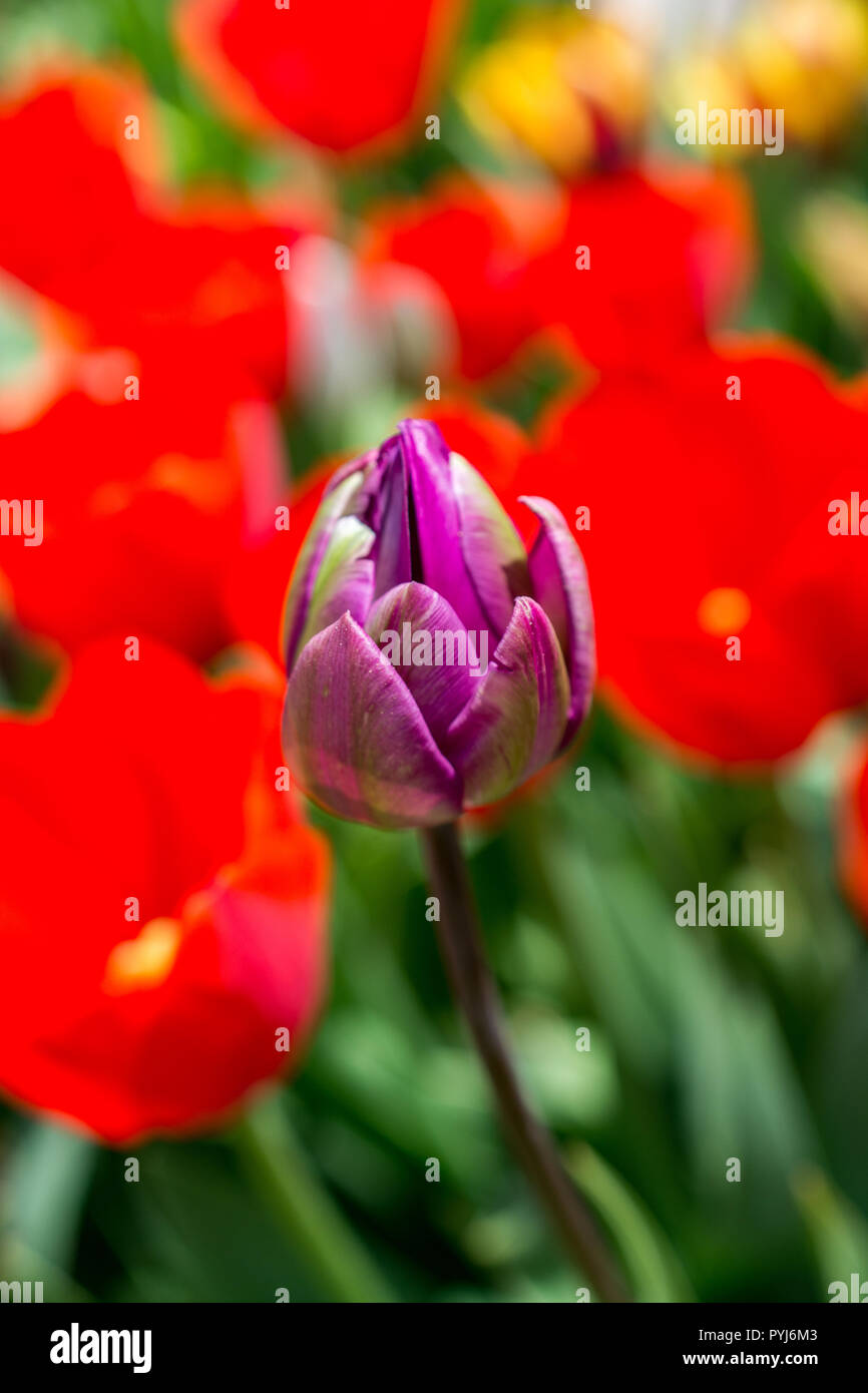 Colorful single tulip flower bloom in the spring garden Stock Photo - Alamy