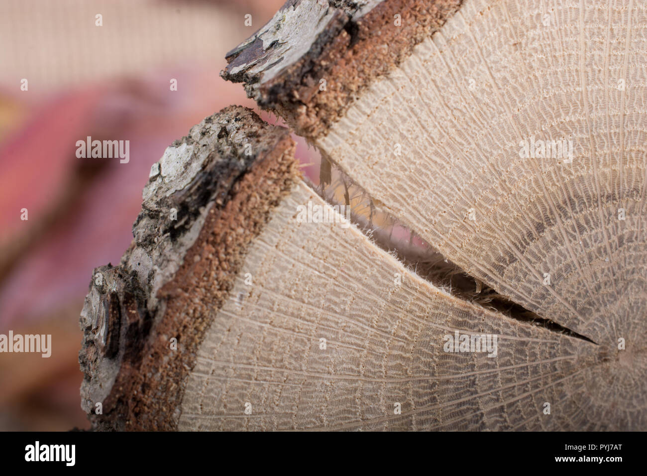 Piece of cut wood log texture as background Stock Photo - Alamy