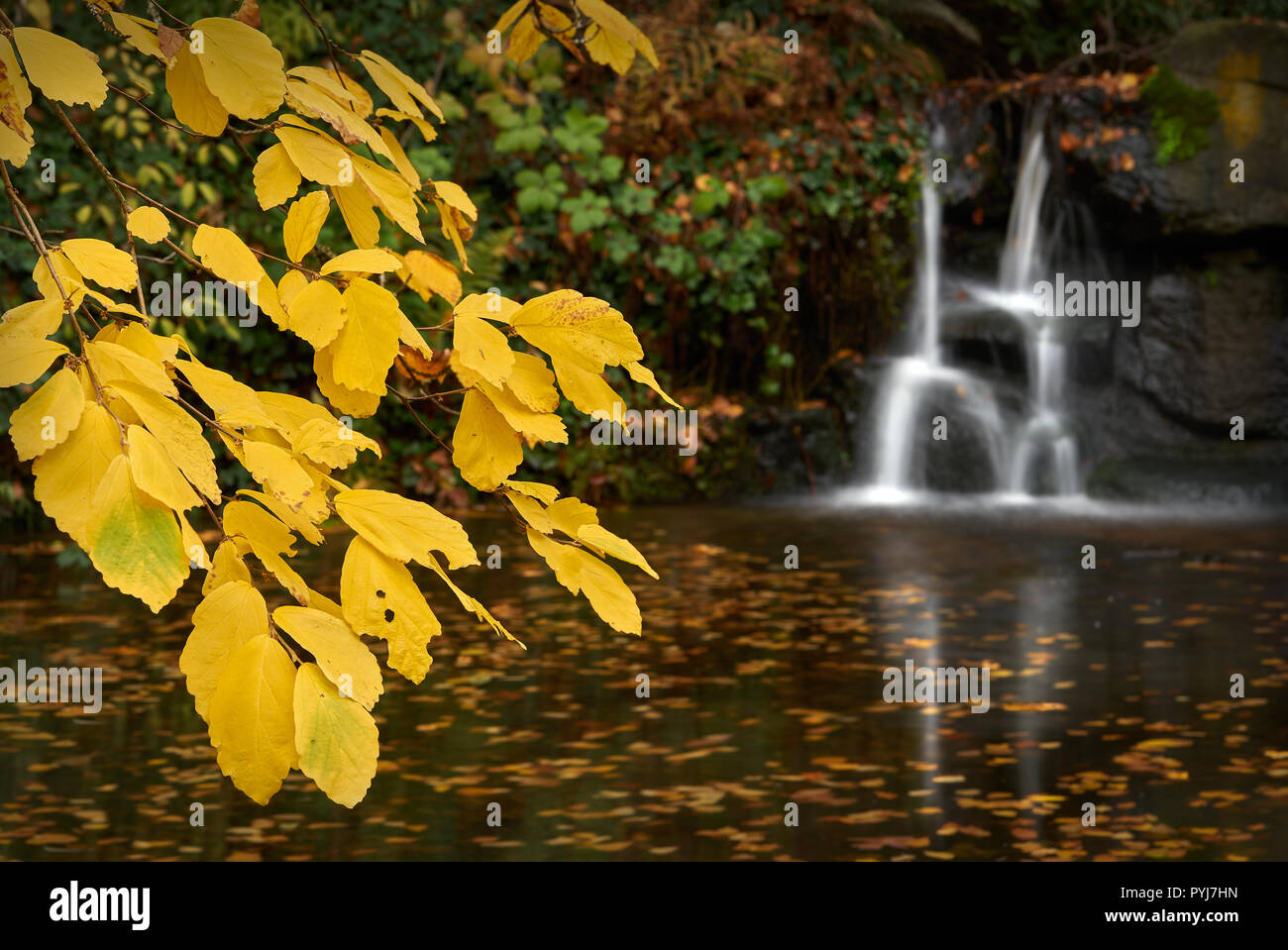 Stanley Park Pond. A pond and waterfall in the middle of Stanley Park