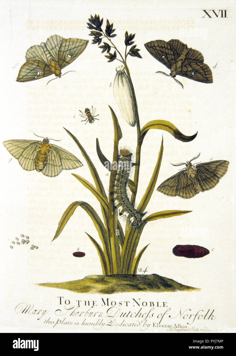 Colored illustration of the lifecycle of a moth, from egg to moth Stock ...
