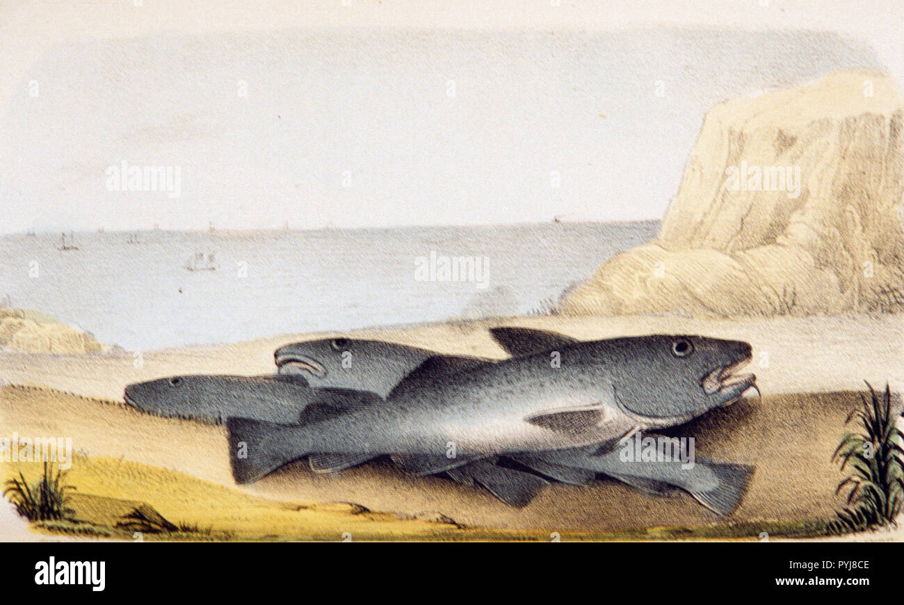 Illustration of three cod lying on top of one another on a beach Stock Photo