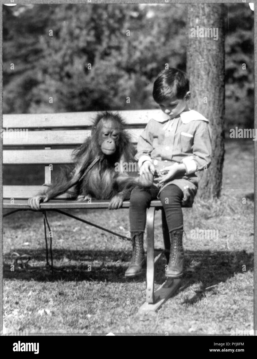 Boy seated with orangutan on bench at the National Zoo, Washington, D.C. ca. 1909-1932 Stock Photo