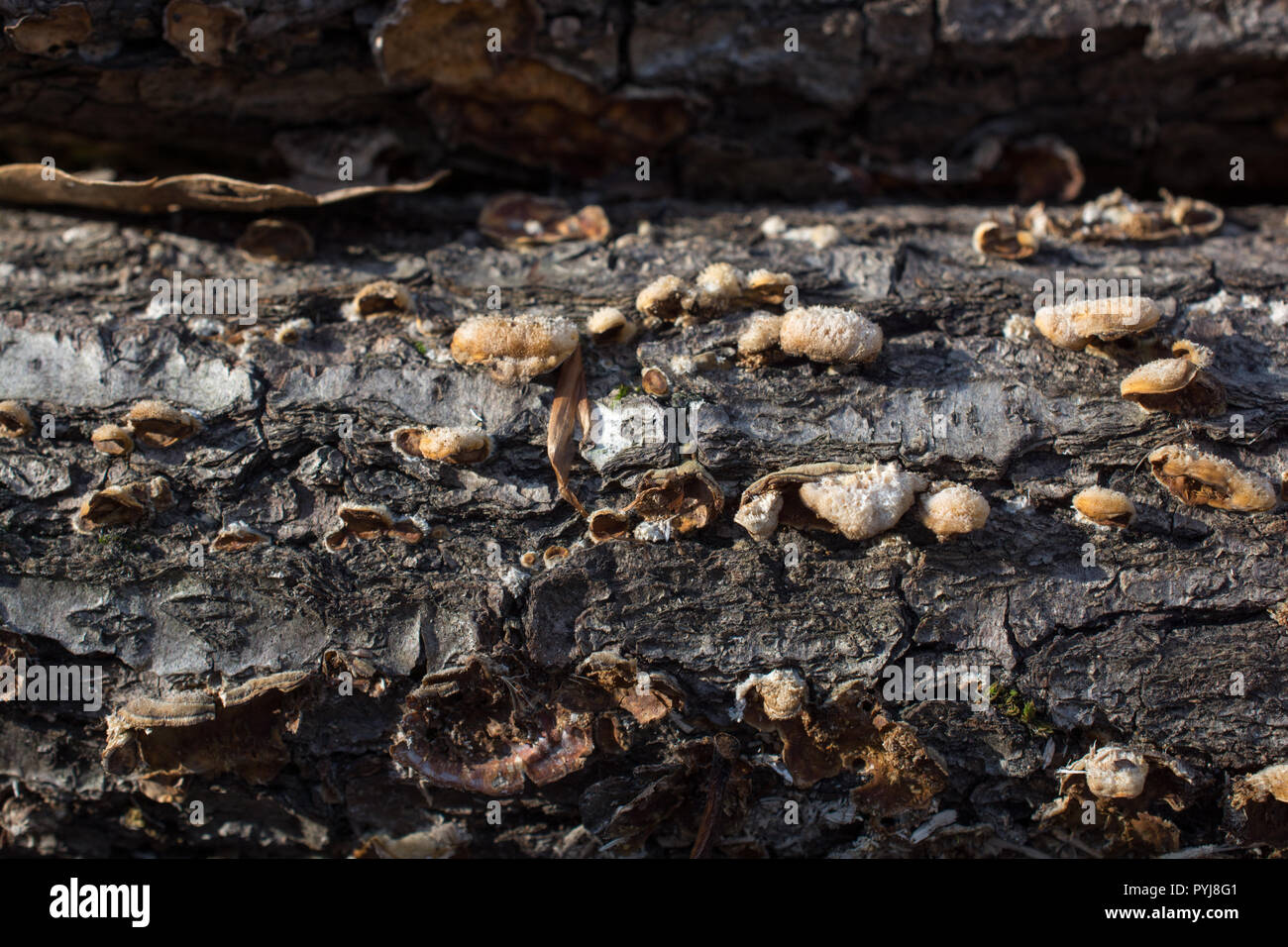 fungi growing on a fallen tree trunk Stock Photo - Alamy