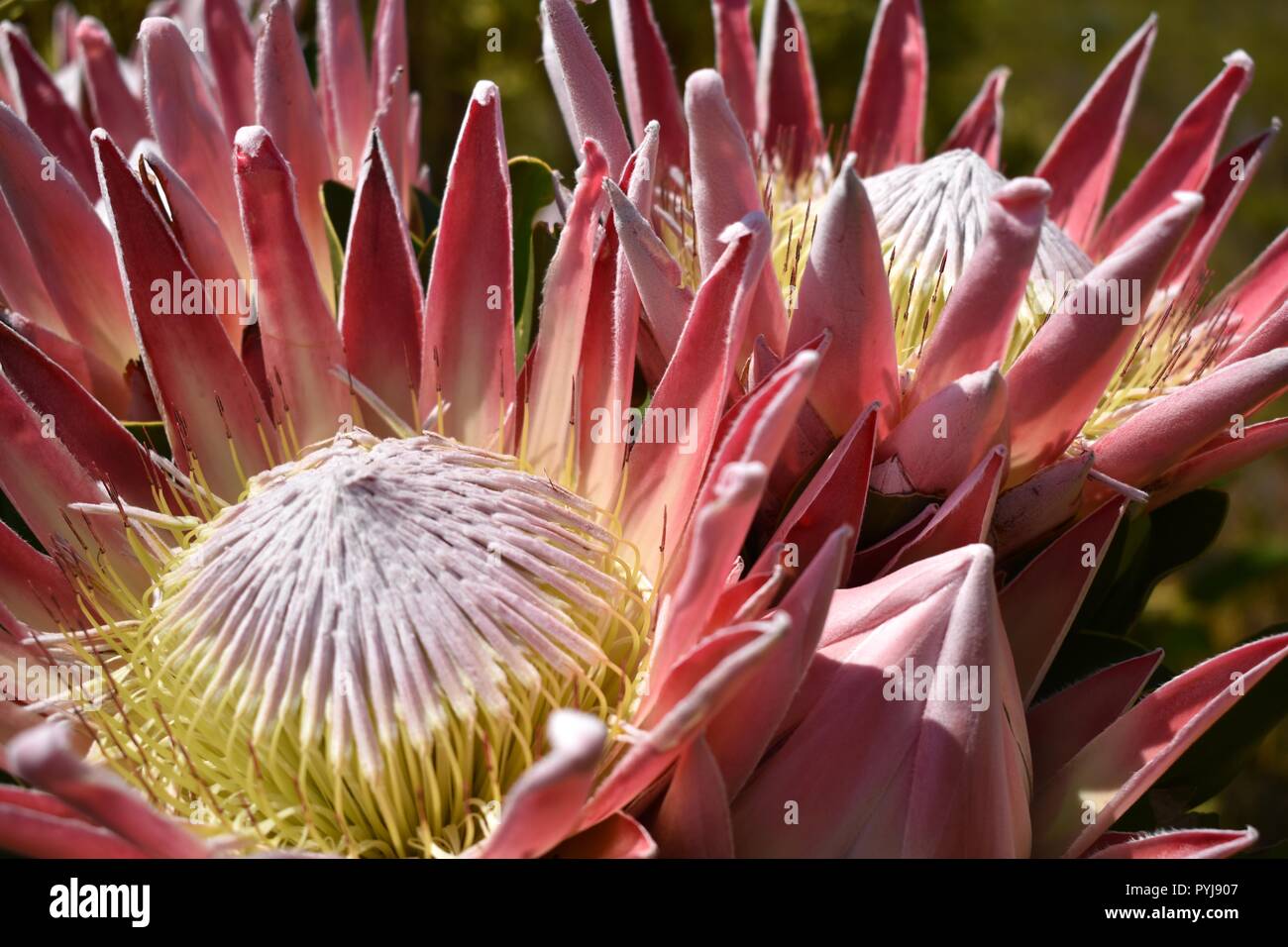 King protea springtime blooms in Kogelberg Biosphere Reserve, South Africa Stock Photo