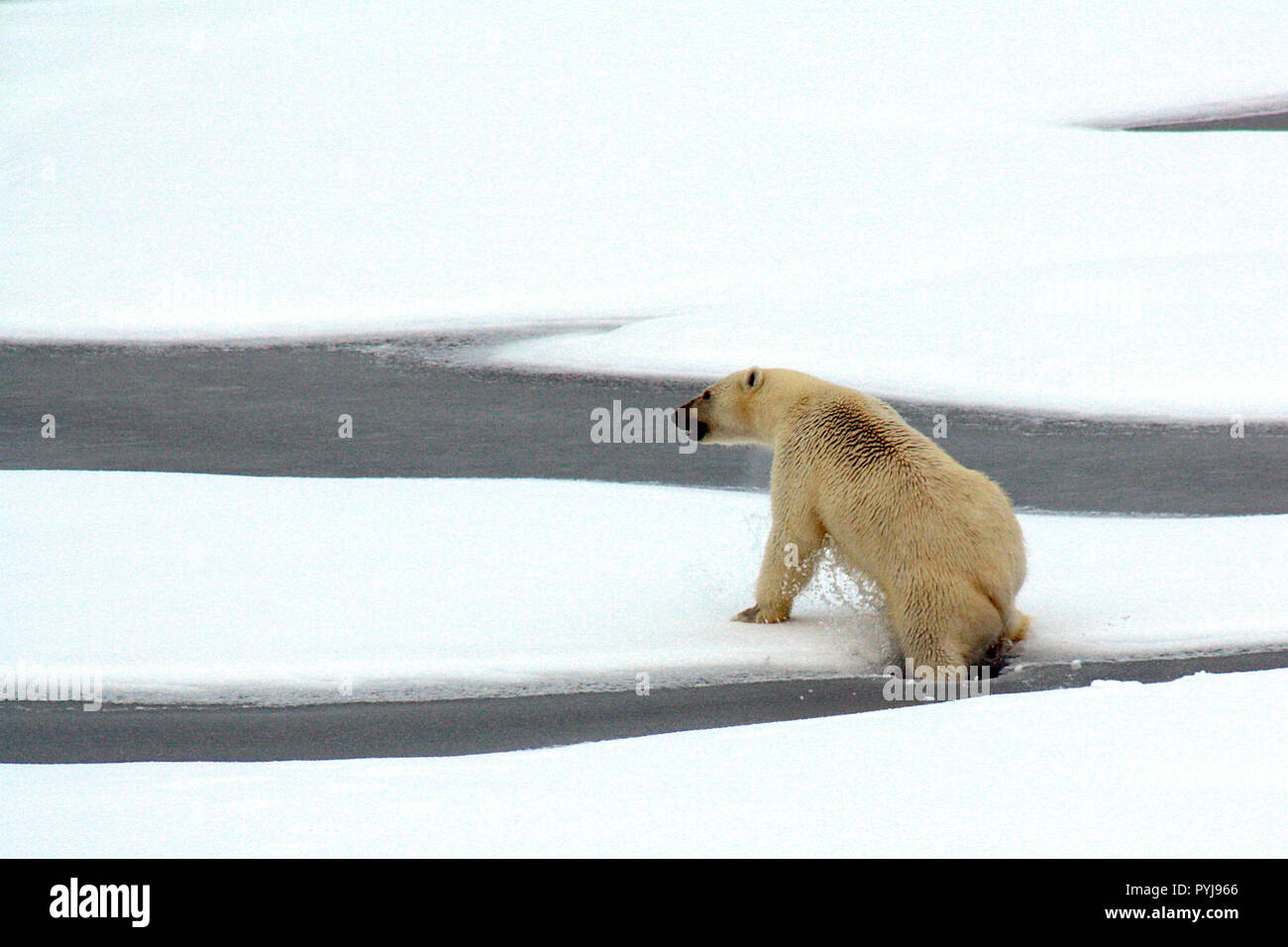 A polar bear breaks through thin Actic Ocean ice Aug. 23, 2009 Stock