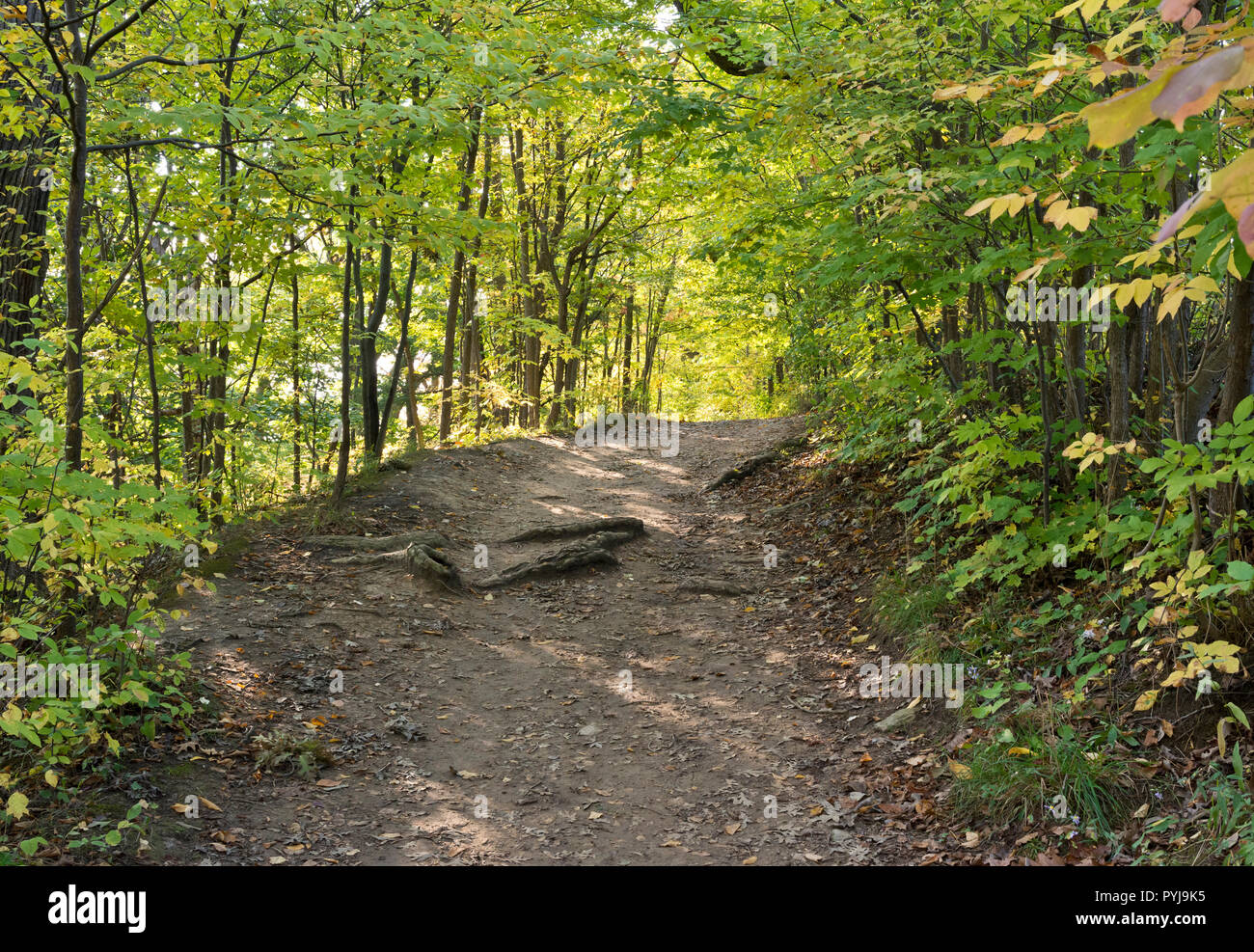 Forest path on the Bruce Trail near St. Catharines, Ontario, Canada.  Deciduous trees. Stock Photo