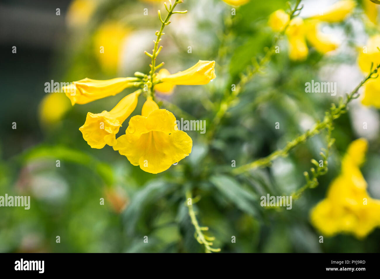 close up yellow trumpet-flower petal or  Tecoma stans on blurred green leaf Stock Photo