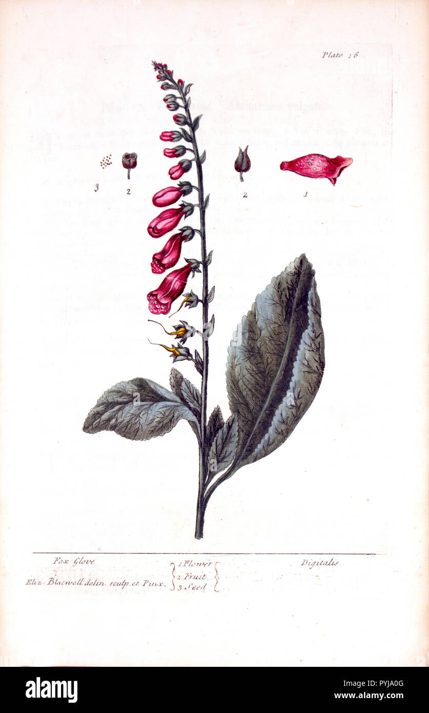 Plate 16 from Elizabeth Blackwell's A curious herbal. Illustration of the flower, fruit, and seed of a foxglove plant Stock Photo