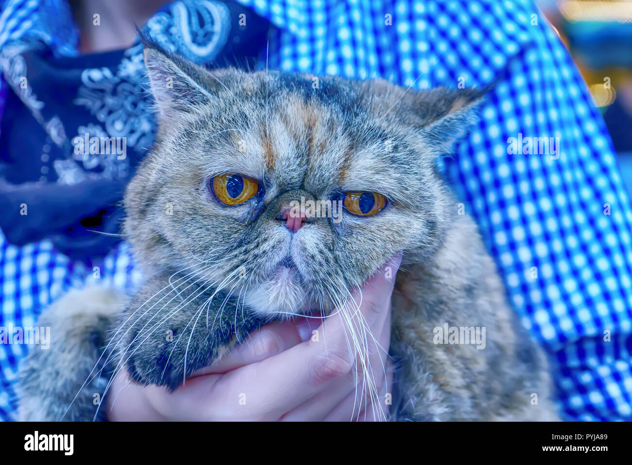 The cats are cute animals. It's tame. Stock Photo