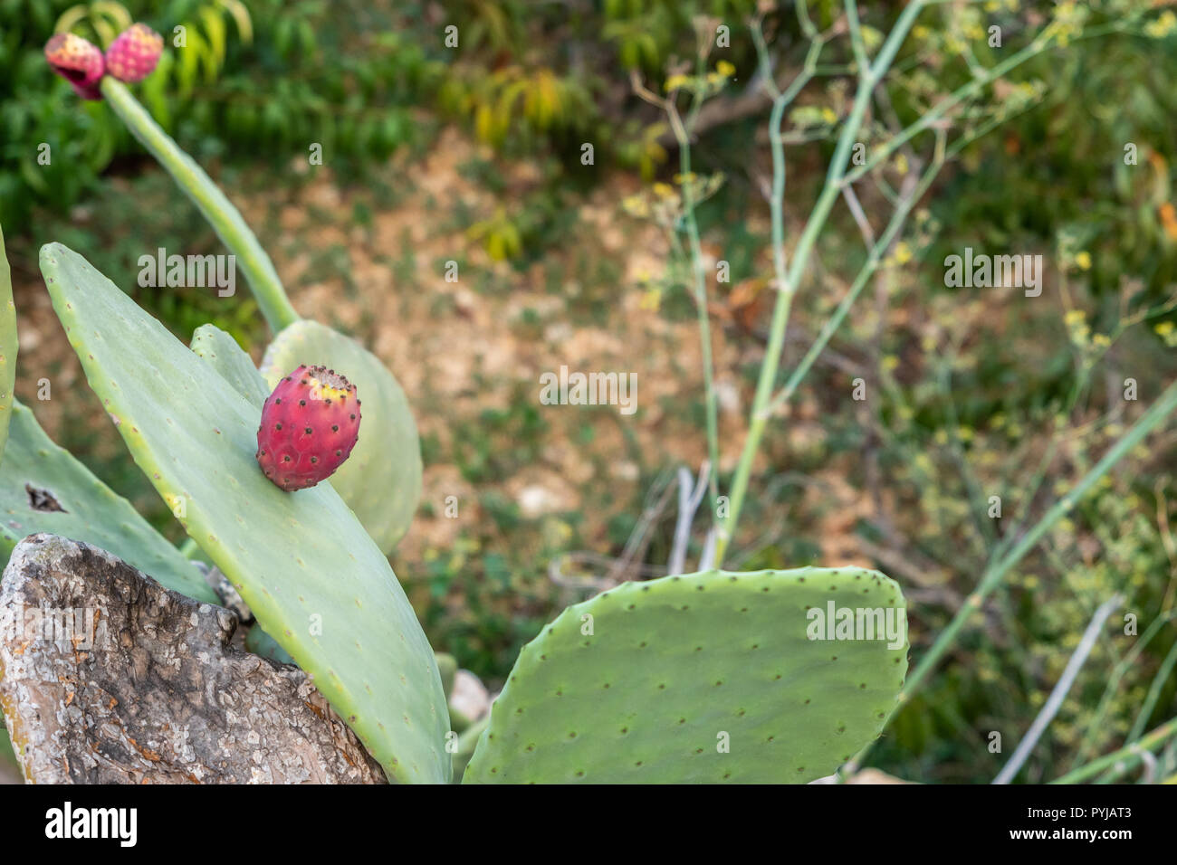 Opuntia or prickly pear in the summer season. Higo fruit. Horizontal. background out of focus Stock Photo
