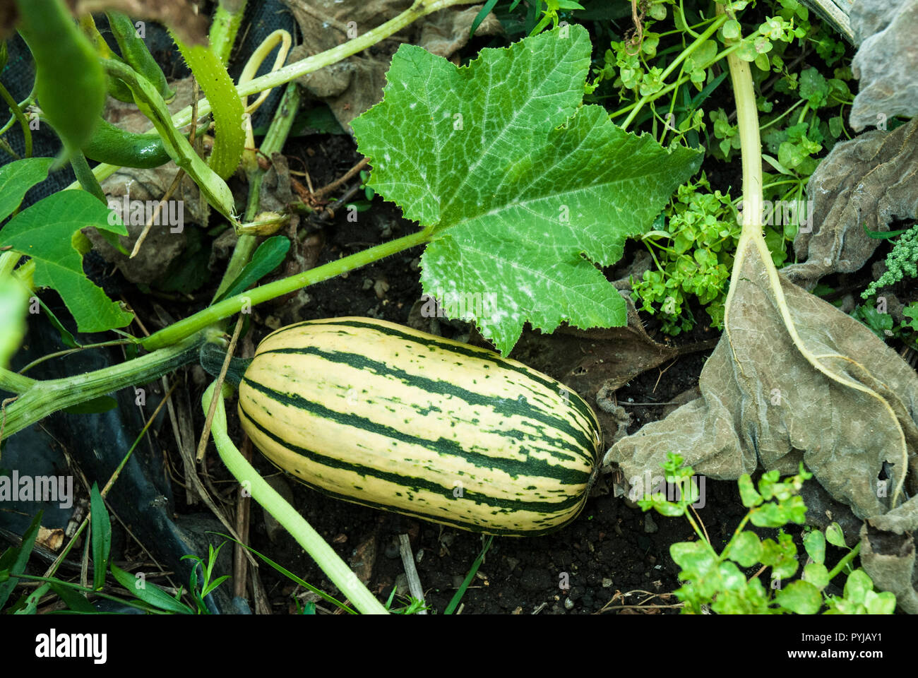Cream with green striped Honey Boat squash pumpkin growing, with foliage. Stock Photo