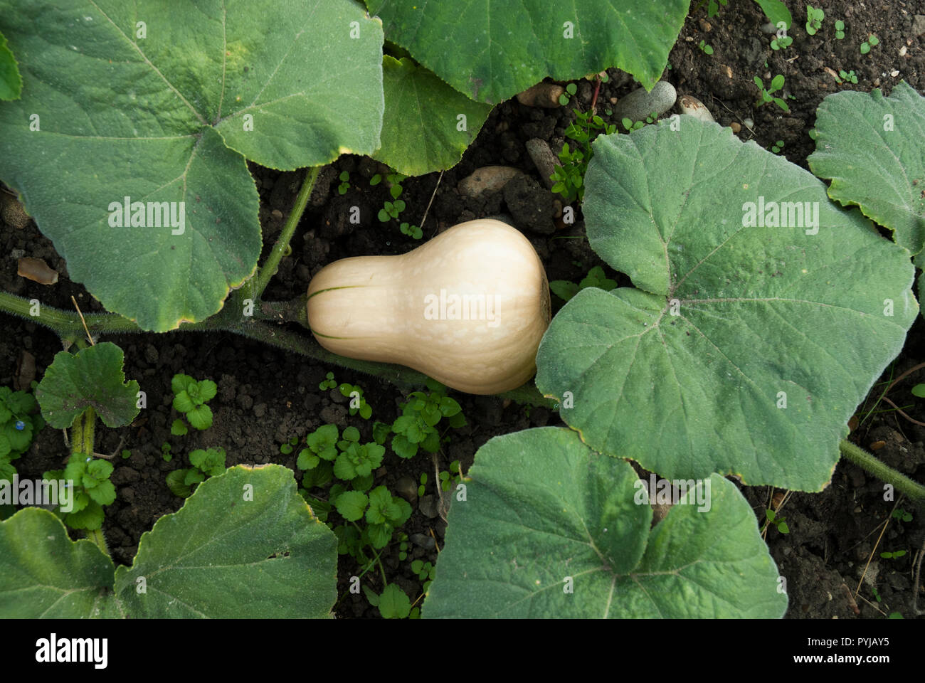 Cream coloured Butternut squash grown organically with foliage. Stock Photo