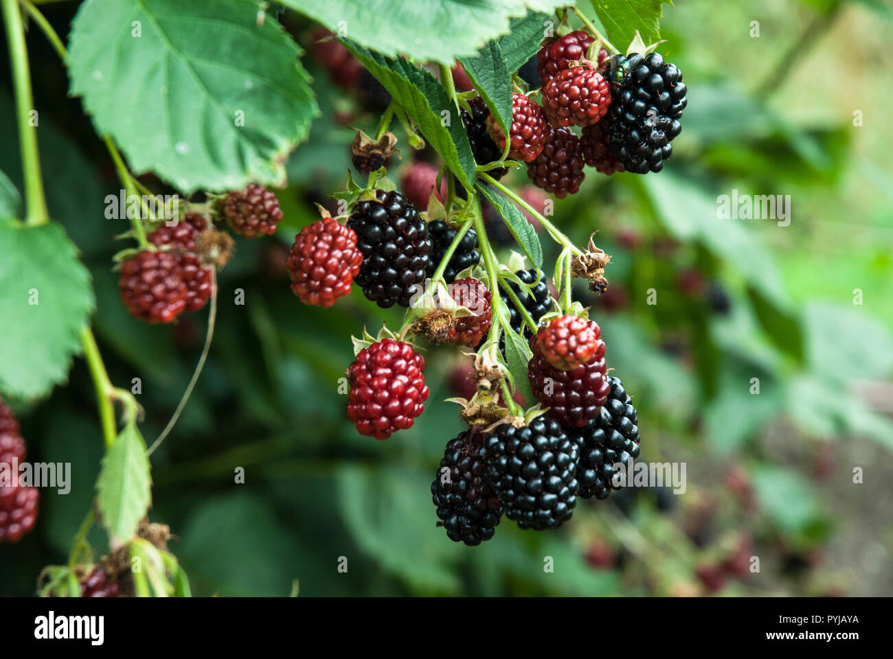 A vibrant sprig of cultivated thornless blackberries with ripe and unripe fruit. Stock Photo