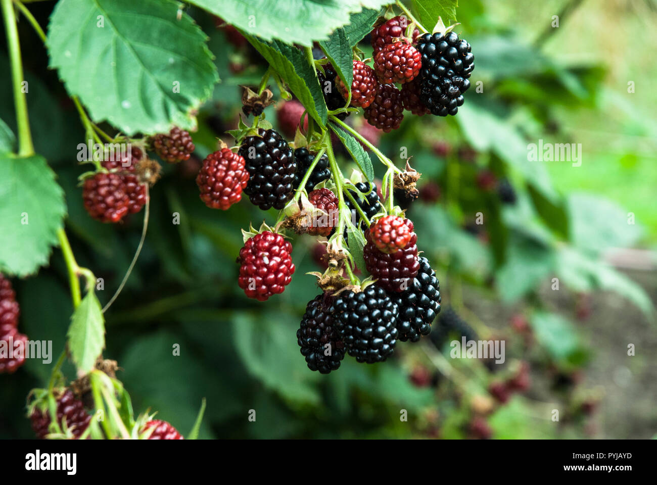 A vibrant sprig of cultivated thornless blackberries with ripe and unripe fruit. Stock Photo