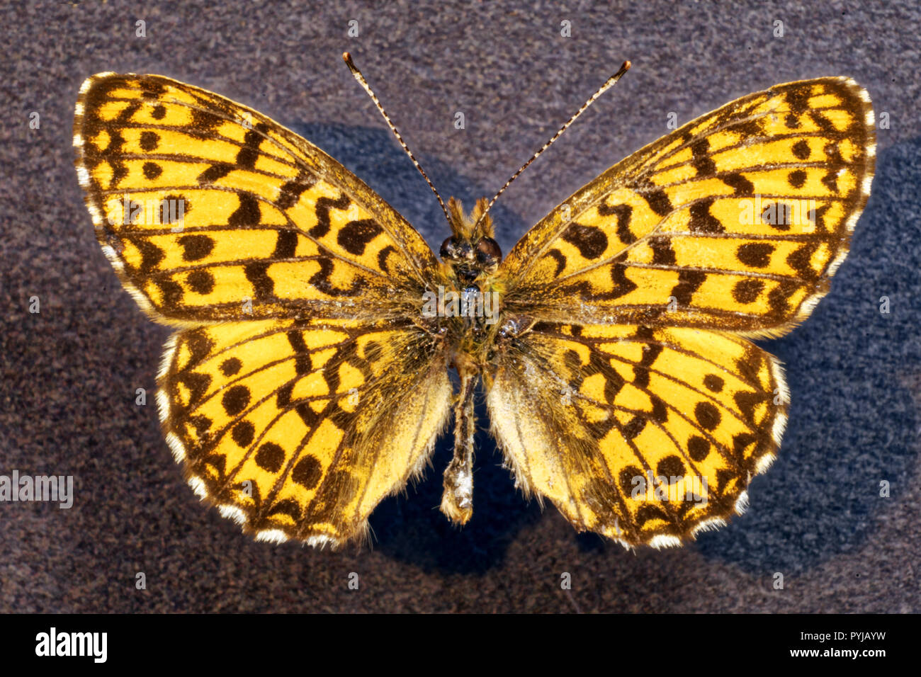 Photo butterfly Clossiana selenis,Buryatia, Russia Stock Photo