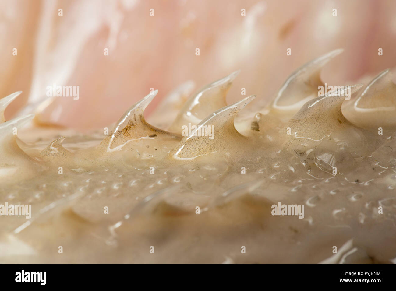 Raja undulata undulate ray hi-res stock photography and images - Alamy