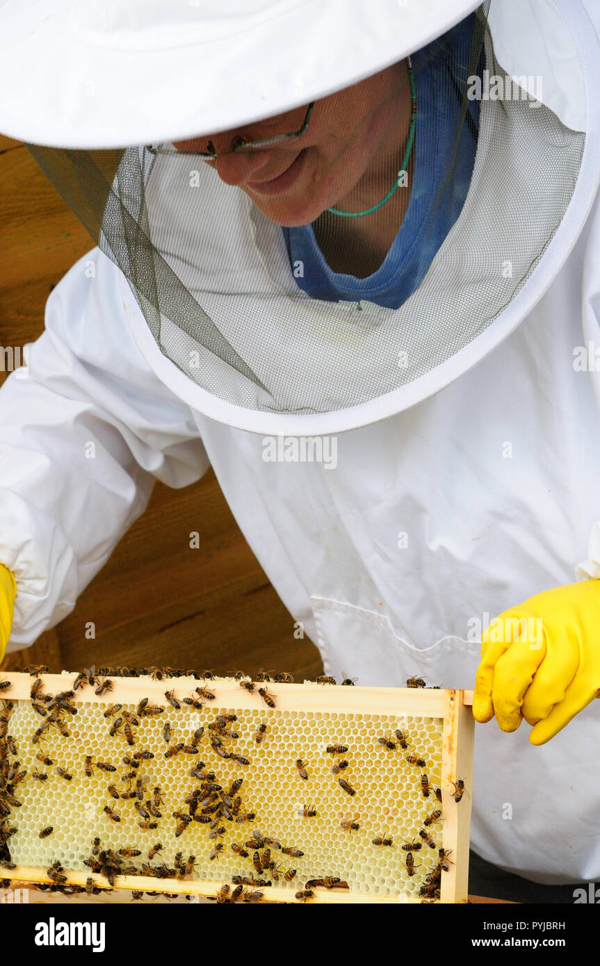 Professional beekeeper holding honeycomb bees hi-res stock photography ...