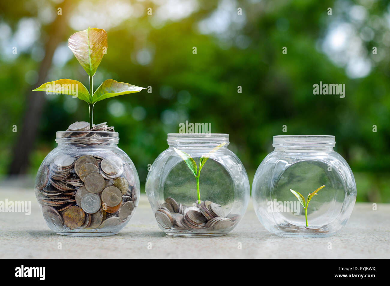 Gold coin plant hires stock photography and images Alamy