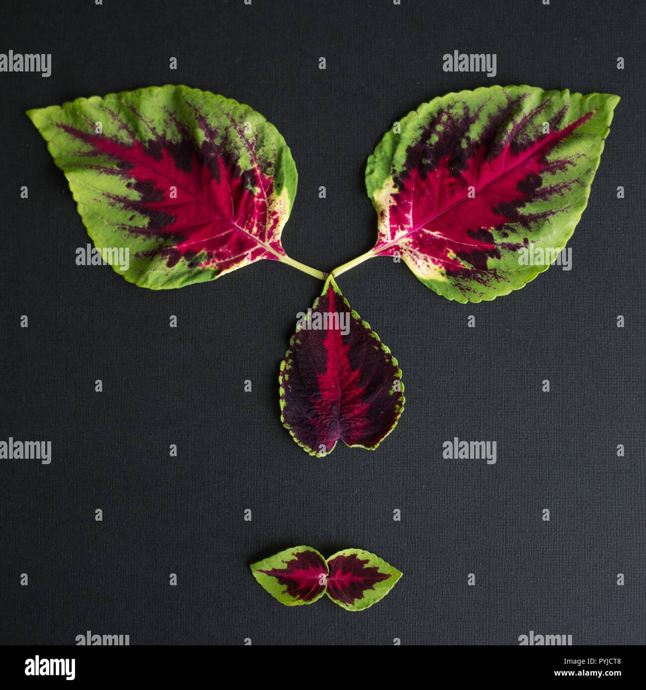 Leaves from a coleus plant on a black background. Stock Photo