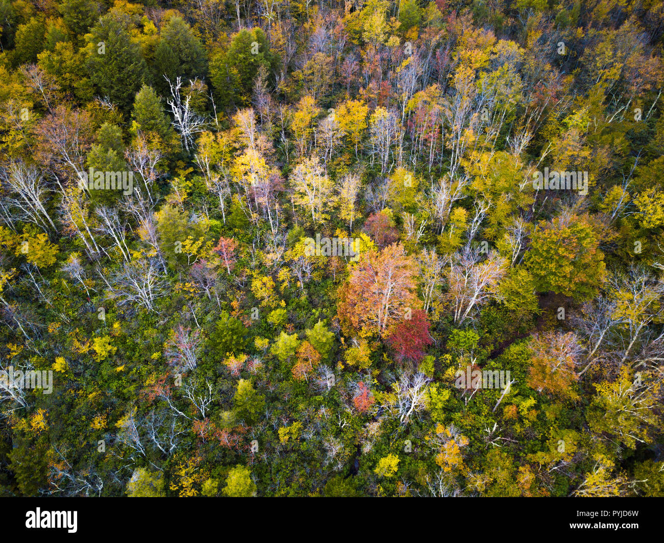 A kaleidoscope of colors can be seen in the forest above as the foliage ...