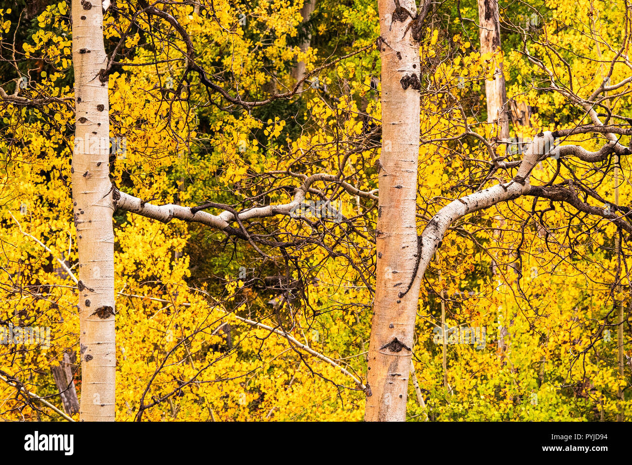 Aspen trees contrasted against colorful yellow autumn foliage. Stock Photo