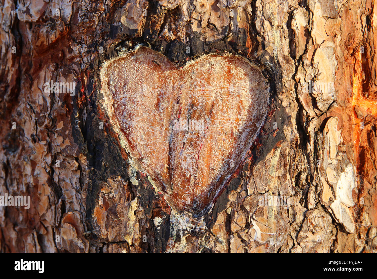 Photo of old tree trunk with heart carved on it. Valentine's day concept. Romantic background Stock Photo