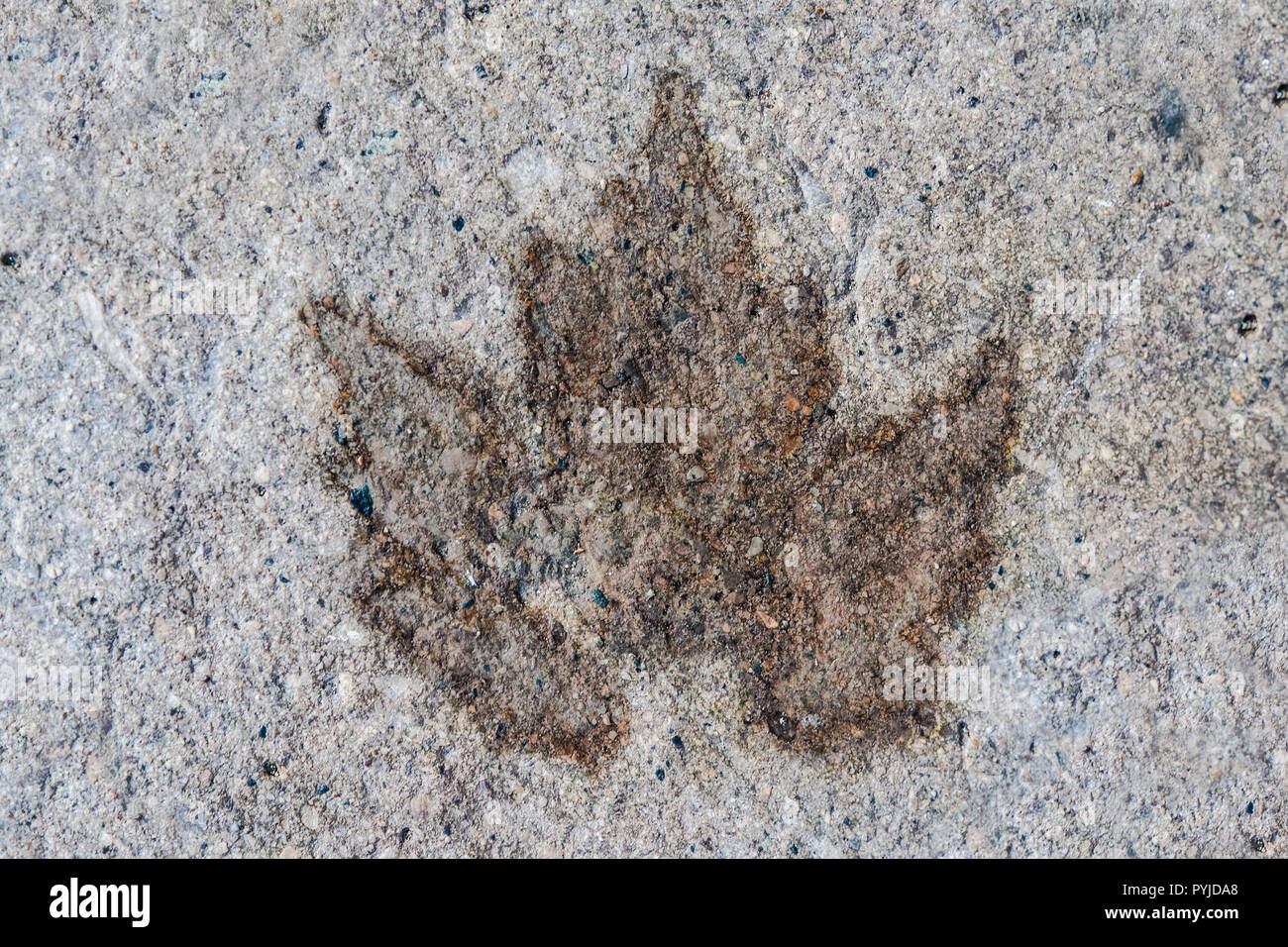 The footprint of a maple leaf on the sidewalk. Stock Photo