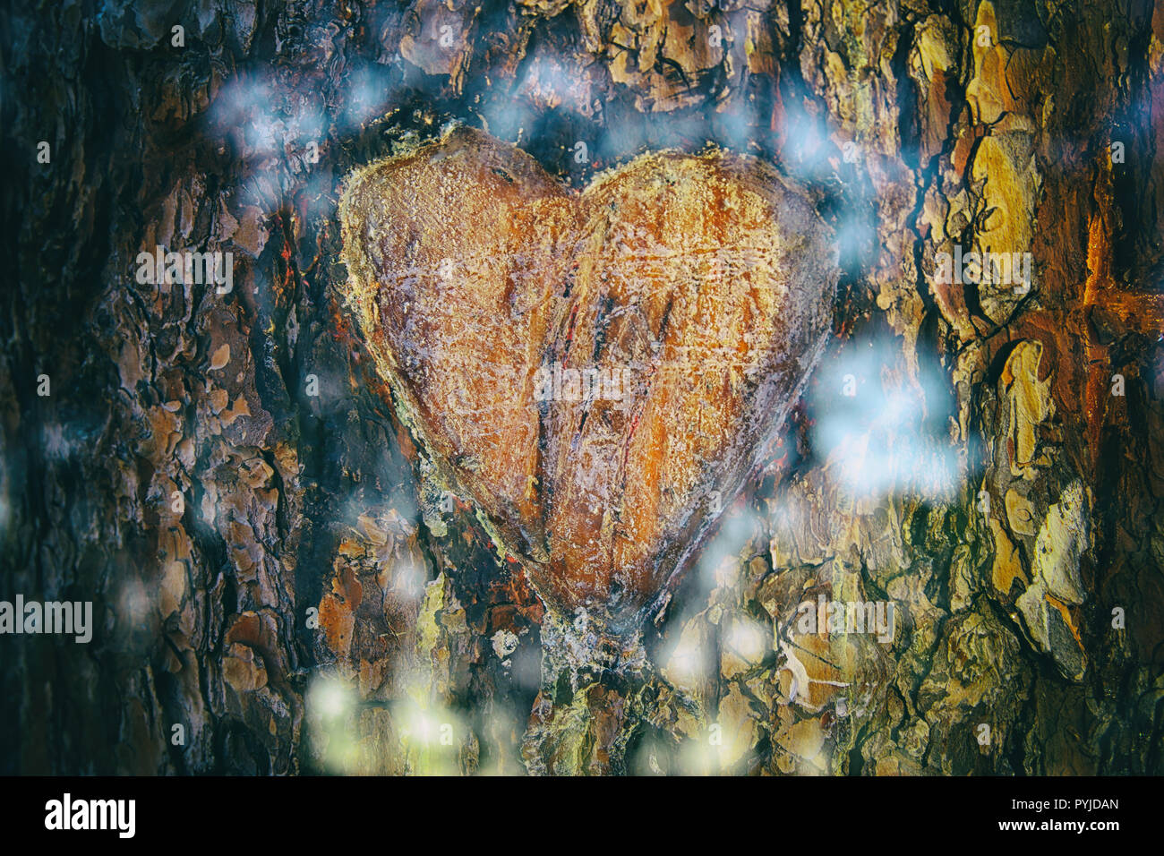 Photo of old tree trunk with heart carved on it. Valentine's day concept. Romantic background Stock Photo