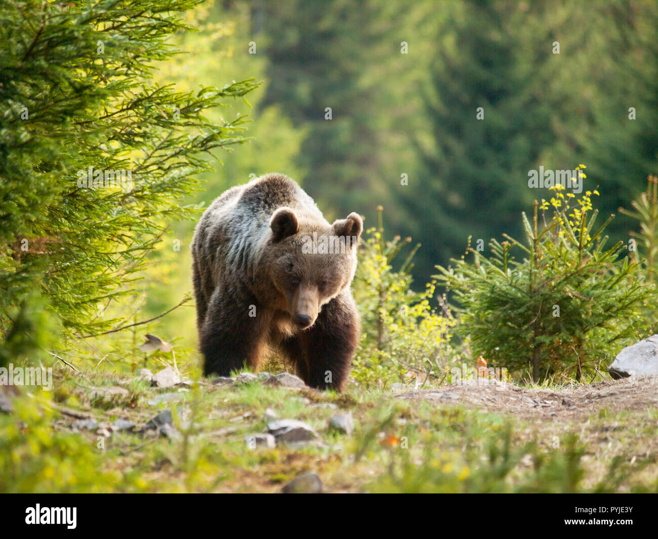 Wild brown bear in Mala Fatra mountains in Slovakia - Ursus actor Stock Photo